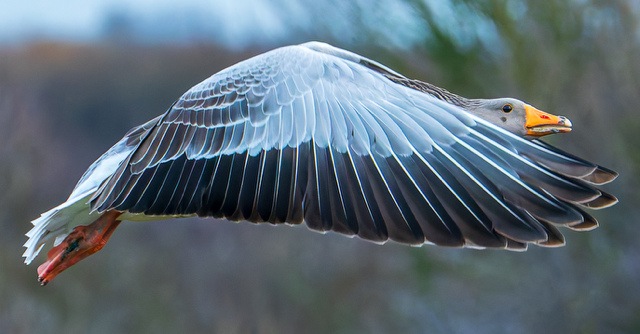 Grauwe gans (Zeeland). Foto van Frank Verheij.
Vleugels toe